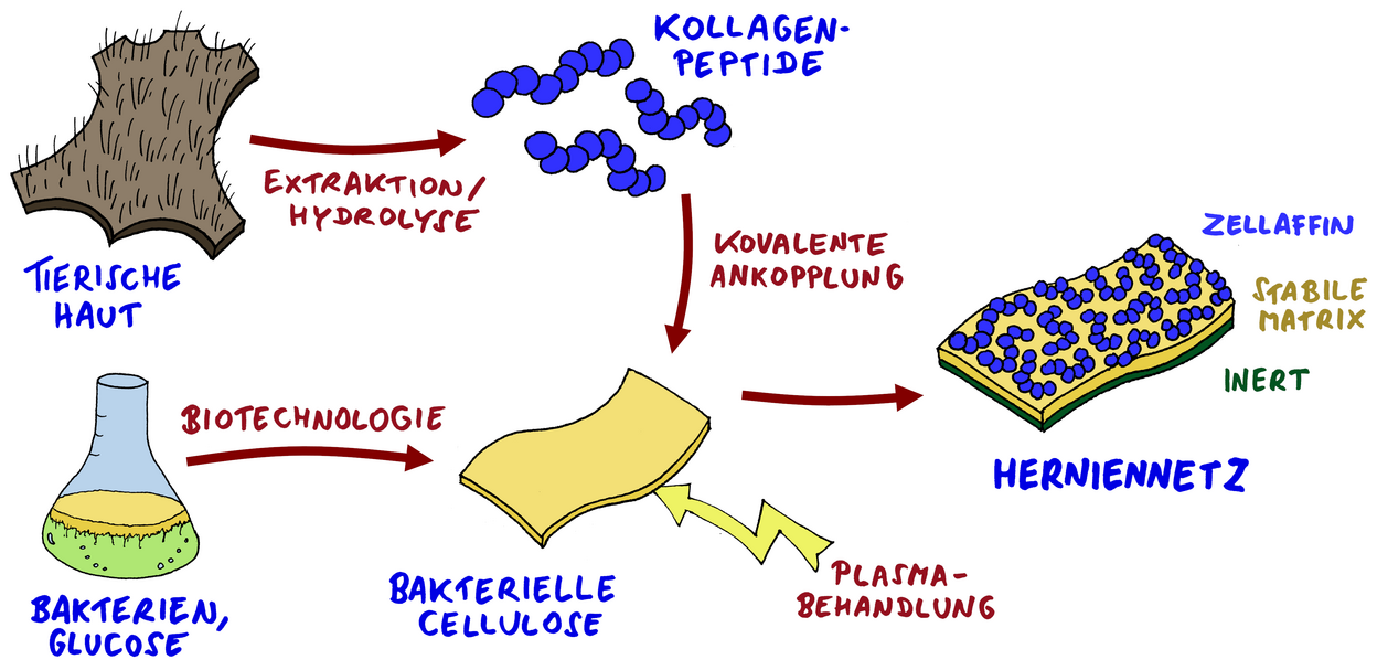 Abb. 1: Kombination von bakterieller Cellulose mit Kollagenpeptiden zu einem langzeitstabilen Herniennetz mit hoher Biokompatibilität.