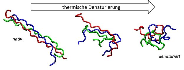 Abb.2.: Denaturierungsprozesses für ein kurzes Kollagenpeptid in Form von Momentaufnahmen der Konformationen vor, während und nach der Denaturierung. Aus Gründen der Übersichtlichkeit sind die 3 Peptidketten der Tripelhelix schematisch in unterschiedlichen Farben dargestellt.