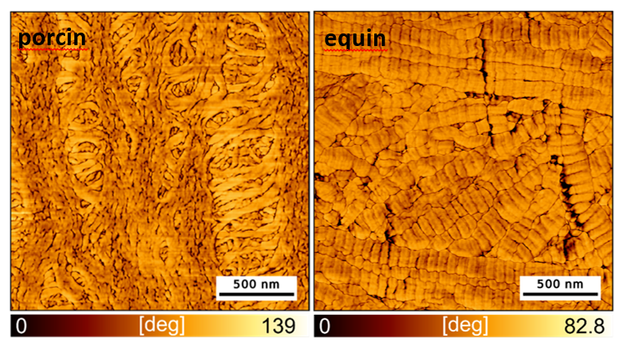Abb. 1: AFM-Aufnahme von Kollagenfolien aus Haut (links: porcin, rechts: equin). Beide Proben wurden mit pH-Wechselverfahren dezellularisiert, anschließend dispergiert und konvektiv getrocknet. Bei equinen Folien können nach der Prozessierung D-Banden auf den Fibrillen abgebildet werden, während diese auf porcinem Material nicht mehr nachgewiesen werden können.