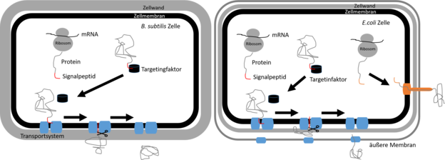 Abb. 1: Stark vereinfachte Darstellung der Proteinsekretion in B. subtilis und E. coli. Für B. subtilis ist eins von zwei Systemen gezeigt. Das zu sekretierende Protein wird am Ribosom synthetisiert. Ein Targetingfaktor erkennt das Signalpeptid (rot) und geleitet das Protein zu den Transportsystemen (blau) in der Zellmembran. Das Protein wird durch die Membran transportiert und im extrazellulären Raum freigesetzt. In E. coli gibt es diese Transportsysteme ebenfalls. Da E. coli Zellen zusätzlich von einer äußeren Membran umgeben sind, sind Transportsysteme in dieser äußeren Membran nötig, damit das Protein den extrazellulären Raum erreicht. E. coli Zellen verfügen daneben über Transportsysteme, die Proteine in einem Schritt durch die gesamte Zellhülle sekretieren können (orange, bisher vier bekannt).