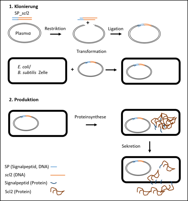 Abb. 2: Klonierung von SP-scl2 (scl2-Gen mit fusioniertem Signalpeptid) und Produktion und Sekretion des Scl2-Proteins