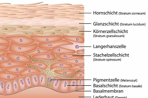Abb. 1: Aufbau der Haut (Quelle: https://derma-experten.de/lexikon/haut/aufbau-epidermis/)