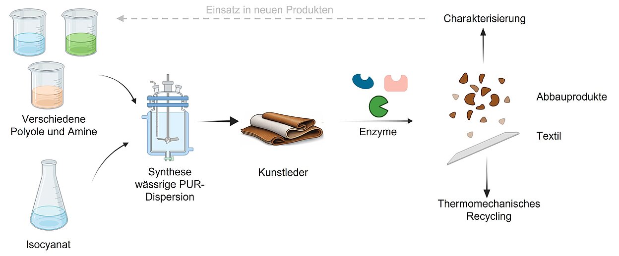 Abb.1.: Schematische Darstellung des Projektablaufes (erstellt mit Unterstützung von BioRender)