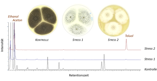Abb. 1: Gaschromatographische Spektren des Volatiloms von Aspergillus niger bei einer Kultivierung unter optimalen (Kontrolle) und suboptimalen Bedingungen (Stress 1 und 2) sowie makroskopisches Erscheinungsbild der Pilze