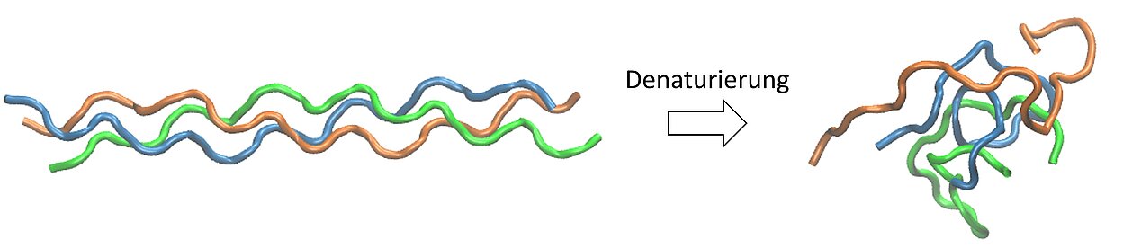 Abb. 1: Beispielhafte Denaturierungssimulation für ein Collagen Like Peptide (CLP) in Wasser: Momentaufnahmen der drei Peptidketten vor und nach der Denaturierung (aus Gründen der Übersicht sind Wassermoleküle nicht und Peptide nur symbolisch anhand des Rückgrats dargestellt)