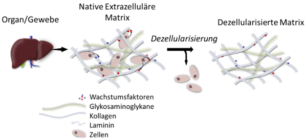 Abb. 1: Entstehung von dezellularisiertem Organen/Geweben für die Gewebeersatztherapie (aus: Bourgine, P.E., Pippenger, B.E., Todorov Jr, A., Tchang, L., Martin, I., 2013. Tissue decellularization by activation of programmed cell death. Biomaterials 34, 6099–6108)