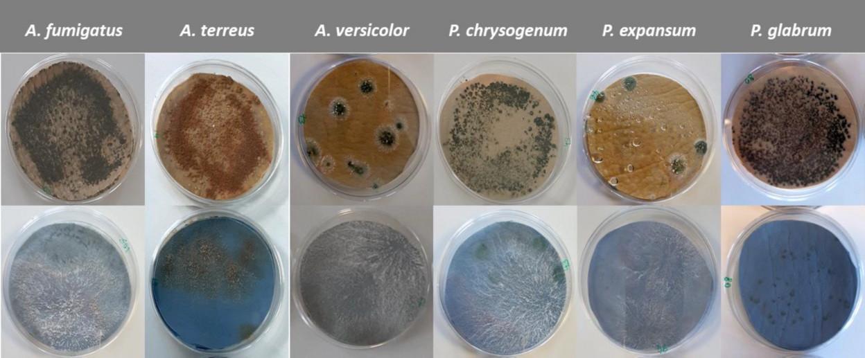 Abb. 1: Schimmelpilzwachstum auf den Halbfabrikaten Wet-White (oben) und Wet-Blue (unten) am Beispiel einiger Aspergillus- und Penicillium-Arten