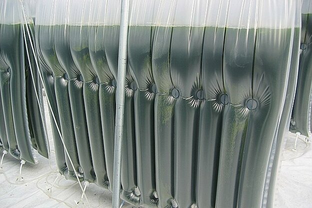 Abb. 1: Produktion von Algen im Gewächshaus unter stationären Bedingungen in Matratzen