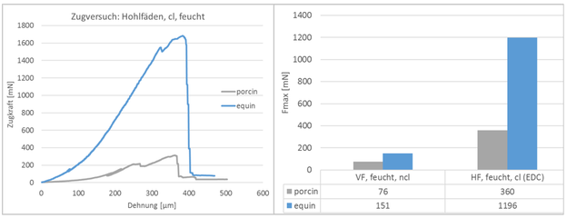 Abb. 2: Zugprüfung an Fadenmaterial. Fäden aus equinem Hautmaterial (blau) erreichen maximale Zugkräfte bis ca. 1200 mN (cl, vernetzt), porcine Fäden erreichen nur ca. 360 mN.