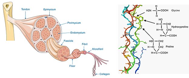 Abb.1.: Hierarchischer Kollagenaufbau von der makroskopischen bis zur atomaren Ebene (Quelle: Wikimedia „Tendon anatomy“ und BERILLIS (2015): „Marine Collagen: Extraction and Applications“, SM Group)